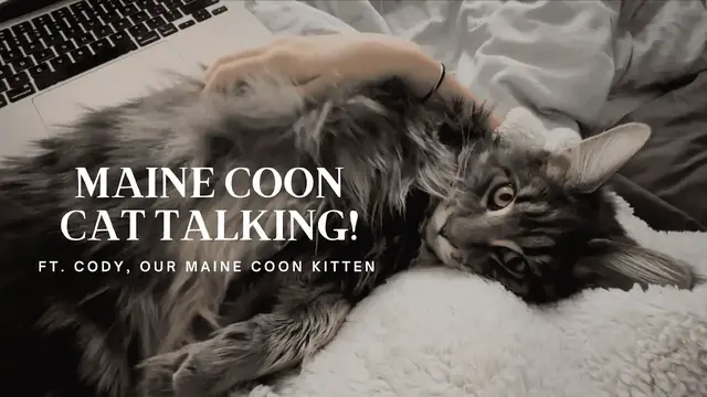 'Video thumbnail for Maine Coon Cat Talking | “I Want My Morning Cuddles!”'