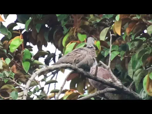 'Video thumbnail for Top Wild of mother dove with baby'