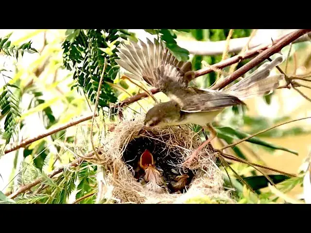 'Video thumbnail for The nest bird underwater in lake, Momie's bird eat food'