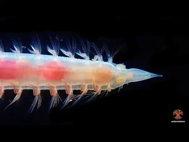 'Video thumbnail for Armandia polyophthalma'