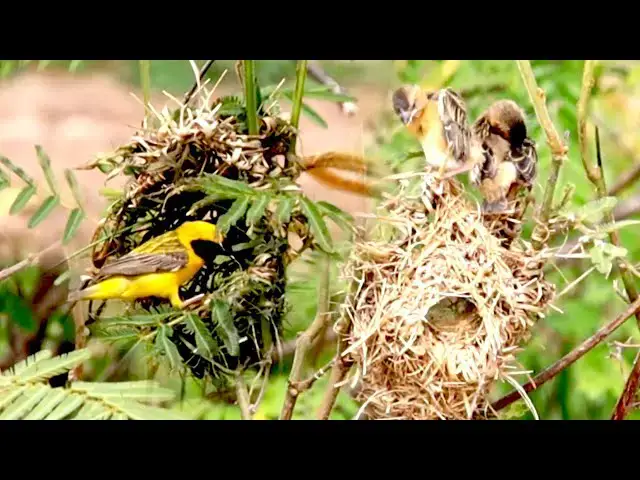 'Video thumbnail for Wild golden babies bird get out from nest, wait freedom food'