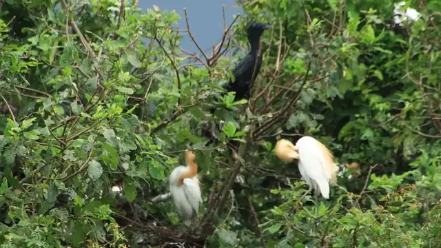 'Video thumbnail for The nest black bird or wild color birds'