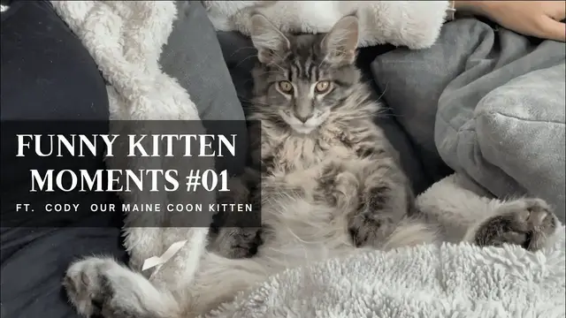 'Video thumbnail for Funny Kitten Moments #01 (Ft. Cody The Maine Coon Kitten)'