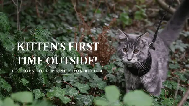 'Video thumbnail for Kitten's First Time Outside (Maine Coon Kitten Outside!)'