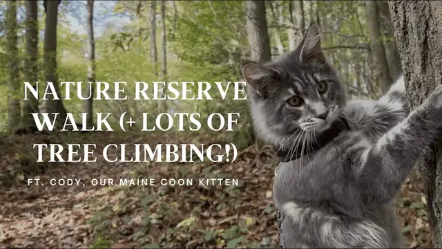 'Video thumbnail for Nature Reserve Walk with Maine Coon Kitten (#01)'