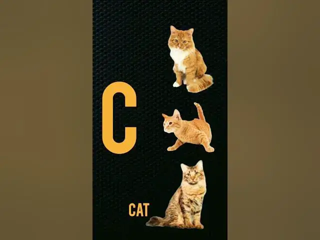 'Video thumbnail for C for Cat'
