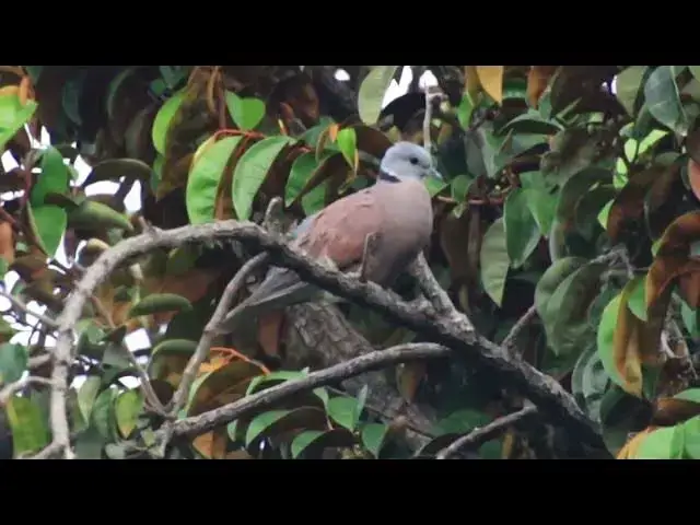 'Video thumbnail for Femal or Male dove with baby on fruit tree'