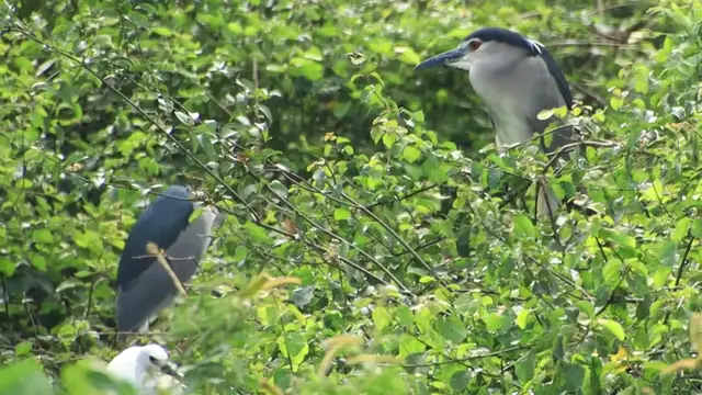 'Video thumbnail for Wild bird at Area lake'