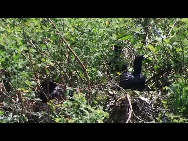 'Video thumbnail for The area of lake, black bird a lot made nest  here'