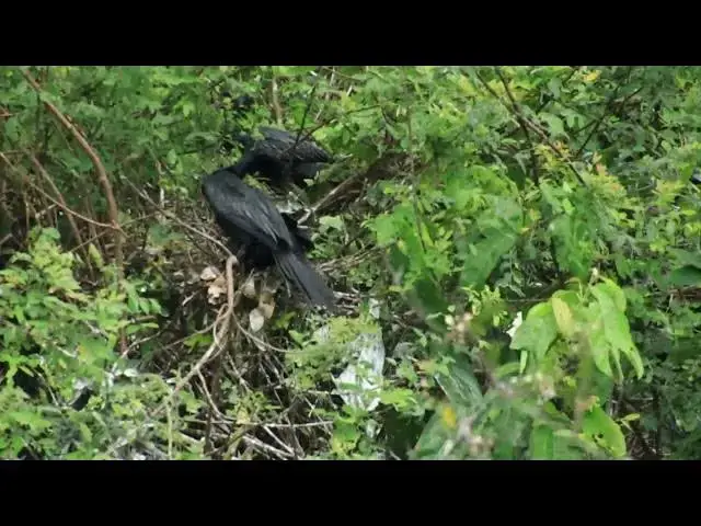 'Video thumbnail for Area nest wild bird here, Black bird made nest'