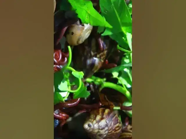 'Video thumbnail for Red Venomous Centipede eat vegetable'