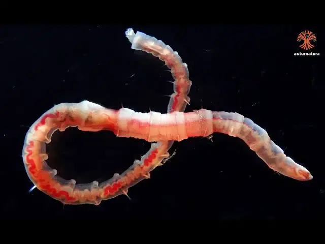 'Video thumbnail for Leiochone leiopygos'