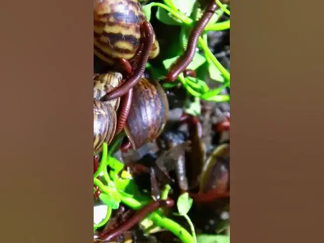 'Video thumbnail for Snail & Red Venomous Centipede'