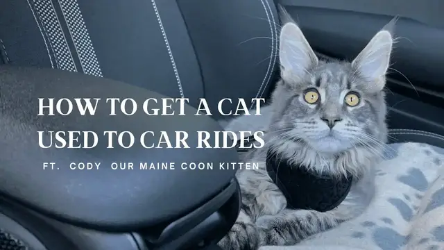 'Video thumbnail for How To Get a Cat Used To Car Rides'