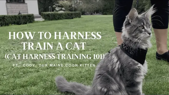 'Video thumbnail for How To Harness Train a Cat (Cat Harness Training 101)'