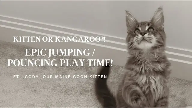 'Video thumbnail for Maine Coon Kitten Pouncing (Kitten or Kangaroo?!)'
