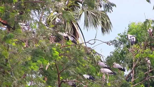 'Video thumbnail for All bird finding nest the everning'