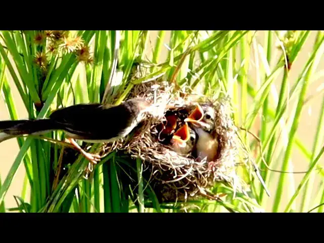 'Video thumbnail for Here nest bird here, Mother wild feeding food babie'