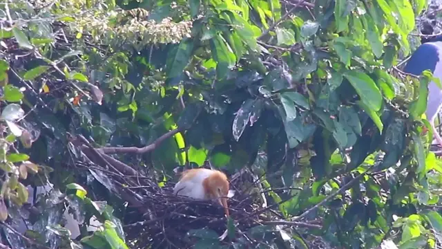 'Video thumbnail for Mother color wild bird on nest'
