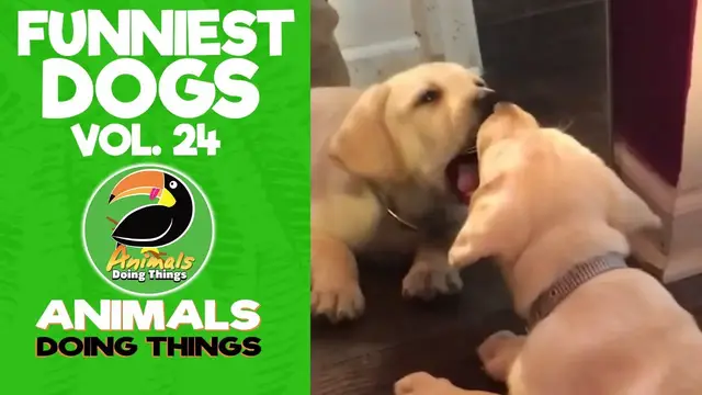 'Video thumbnail for Funny Dogs Vol. 24 | Animals Doing Things'