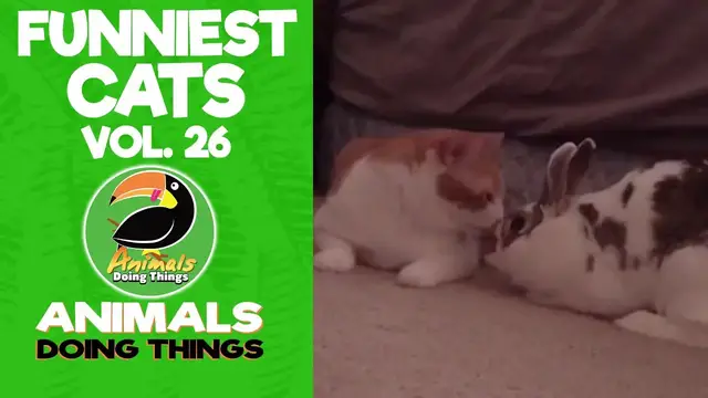 'Video thumbnail for Funny Cats Vol. 26 | Animals Doing Things'