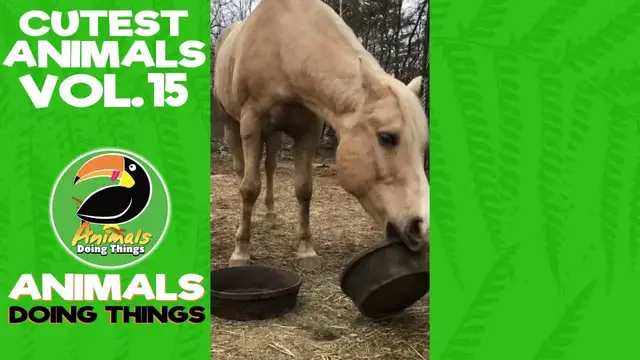 'Video thumbnail for Funny Animals Vol. 15 | Animals Doing Things'