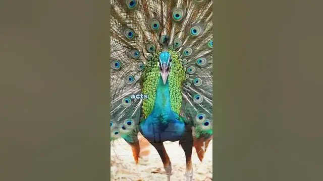 'Video thumbnail for Peacock’s Secret'