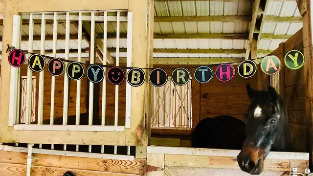 'Video thumbnail for Oldest Horse'