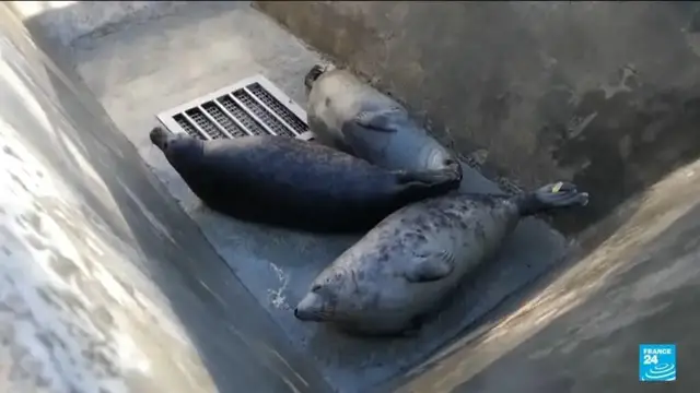 'Video thumbnail for In Lithuania, baby seals have been released into the Baltic Sea'