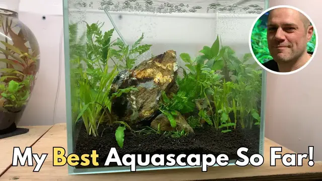 'Video thumbnail for Shrimp Heaven: Complete Shrimp Tank Set Up (step by step nano aquascape)'