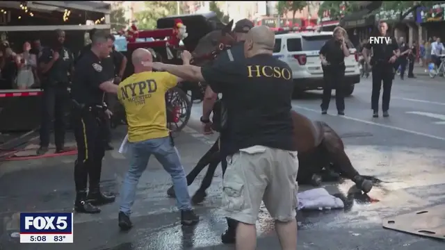 'Video thumbnail for Carriage driver found not guilty of animal abuse after his horse collapsed'