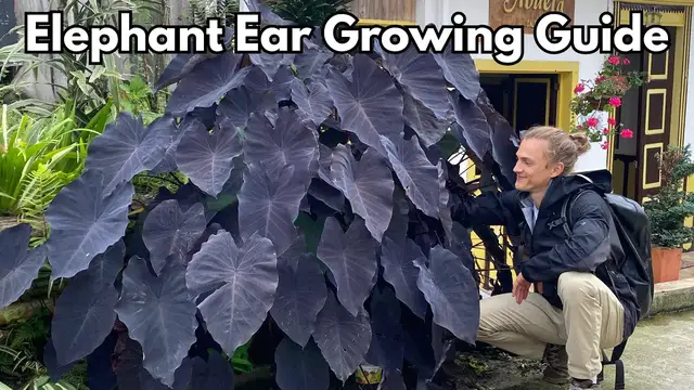 'Video thumbnail for ELEPHANT EAR Care - How to Grow for Lush Plants - Colocasia & Alocasia'