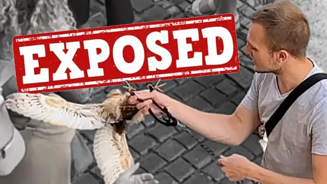 'Video thumbnail for Animal Abuse Just to Please Tourists - EXPOSED'