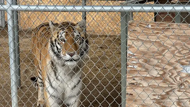 'Video thumbnail for Nevada man alleges 7 seized 'emotional support tigers' were Joe Exotic's'