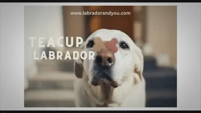 'Video thumbnail for Teacup Labrador: Pros & Cons Of The Miniature Labrador'