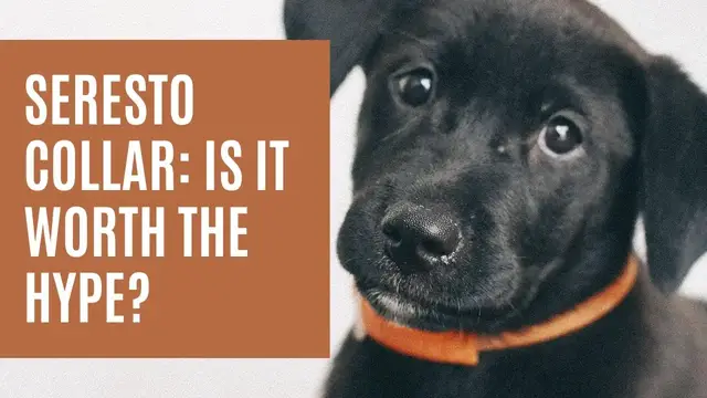 'Video thumbnail for Seresto Flea Collar - 8 Must-Know Facts Before Purchase'