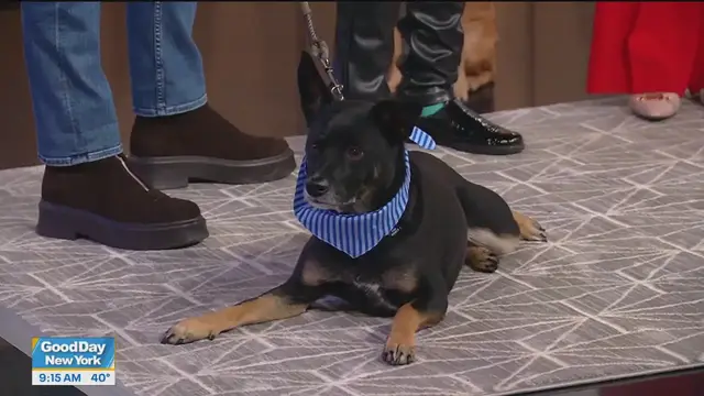 'Video thumbnail for Dog daycare offers job training for autistic adults: Good Day Today'