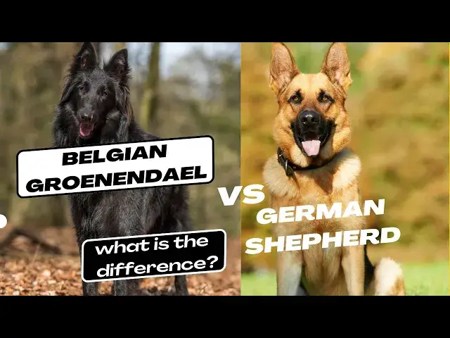 'Video thumbnail for Belgian Groenendael vs German Shepherd what is the difference'