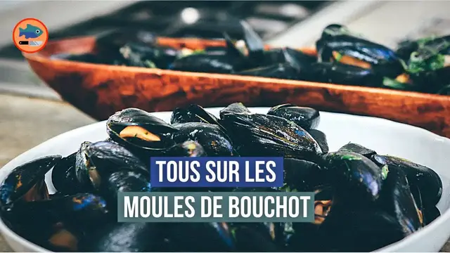 'Video thumbnail for Tous sur les moules de bouchot (Reportage)'
