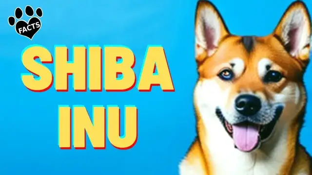 'Video thumbnail for Shiba Inu Dogs 101 History, Appearance, and Personality'