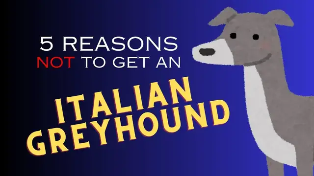 'Video thumbnail for Top 5 Reasons NOT to Get an Italian Greyhound'