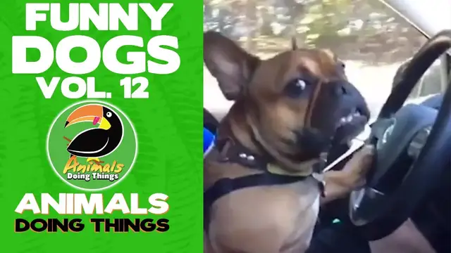'Video thumbnail for Funny Dogs Vol. 12 | Animals Doing Things'