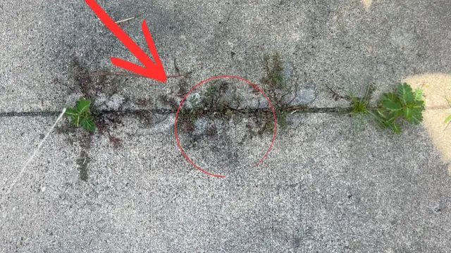 'Video thumbnail for How she eliminated weeds OVERNIGHT without chemicals! (This is genius!)'