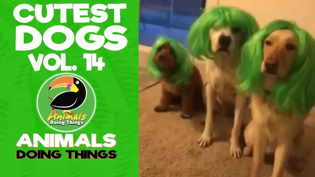 'Video thumbnail for Funny Dogs Vol. 14 | Animals Doing Things'
