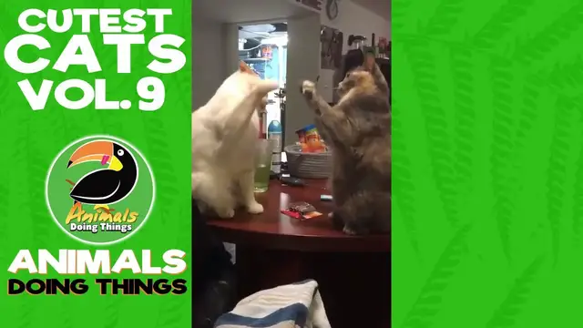 'Video thumbnail for Funny Cats Vol. 9 | Animals Doing Things'