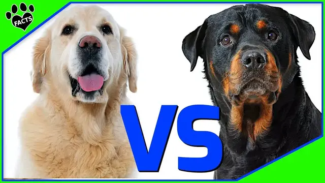 'Video thumbnail for Golden Retriever vs Rottweiler: Which is Top Dog? Uncovering Their History, Personality & More!'