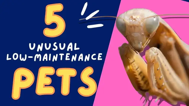 'Video thumbnail for 5 Unusual Low Maintenance Pets for Home or Classroom'
