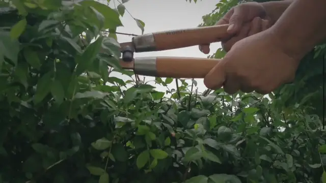 'Video thumbnail for Green Thumbs Unite: Discover the Best Gardening Tools for Beginners'