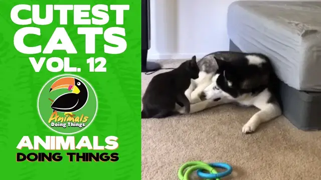 'Video thumbnail for Funny Cats Vol. 12 | Animals Doing Things'