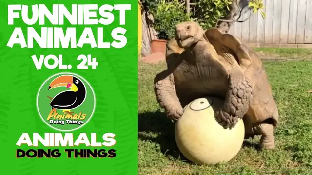 'Video thumbnail for Funny Animals Vol. 24 | Animals Doing Things'